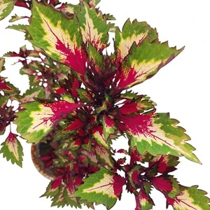 Coleus blumei - Africká kopřiva 238