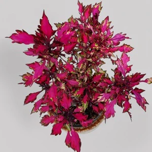 Coleus blumei - Africká kopřiva 050