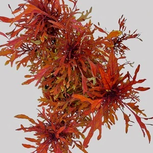 Coleus blumei - Africká kopřiva 048