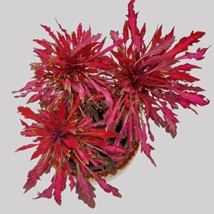 Coleus blumei - Africká kopřiva 047