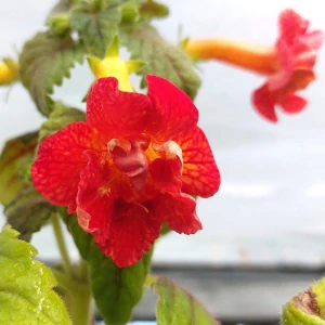 Achimenes - Honzík (Irina)