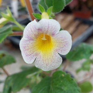 Achimenes - Honzík krém. bílý s texturou (MMS Michal)