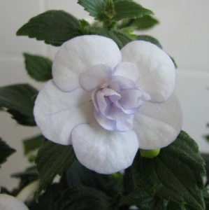 Achimenes - Honzík bílý plnokvětý