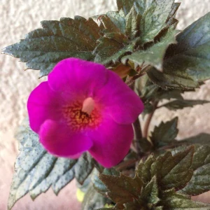 Achimenes - Honzík Fialovo - Purpurový