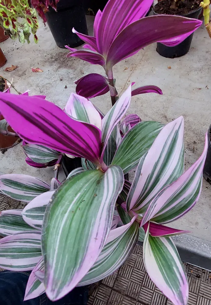 Tradescantia - Tricolora (Voděnka)