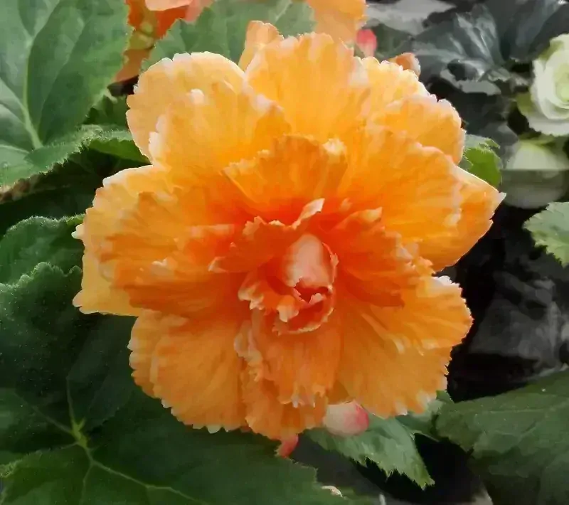 Begonie Elizabeth - oranžová
