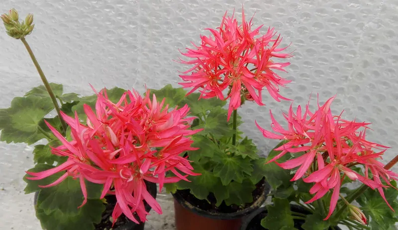 Pelargonie páskatá  Fireworks - růžová č.2
