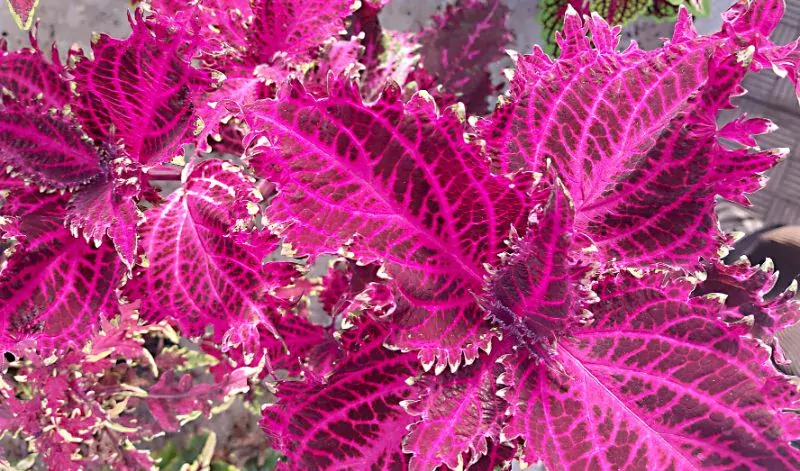 Coleus blumei - Africká kopřiva 1