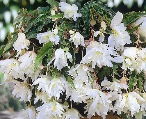 Begonie Boliviensis - bílá plnokvětá