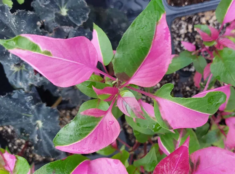 Alternanthera Bettzickiana (tricolor)