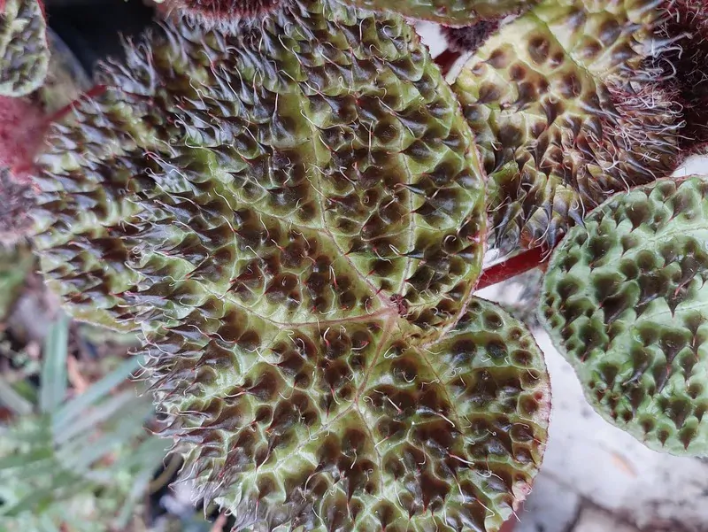 Begonie Ferox