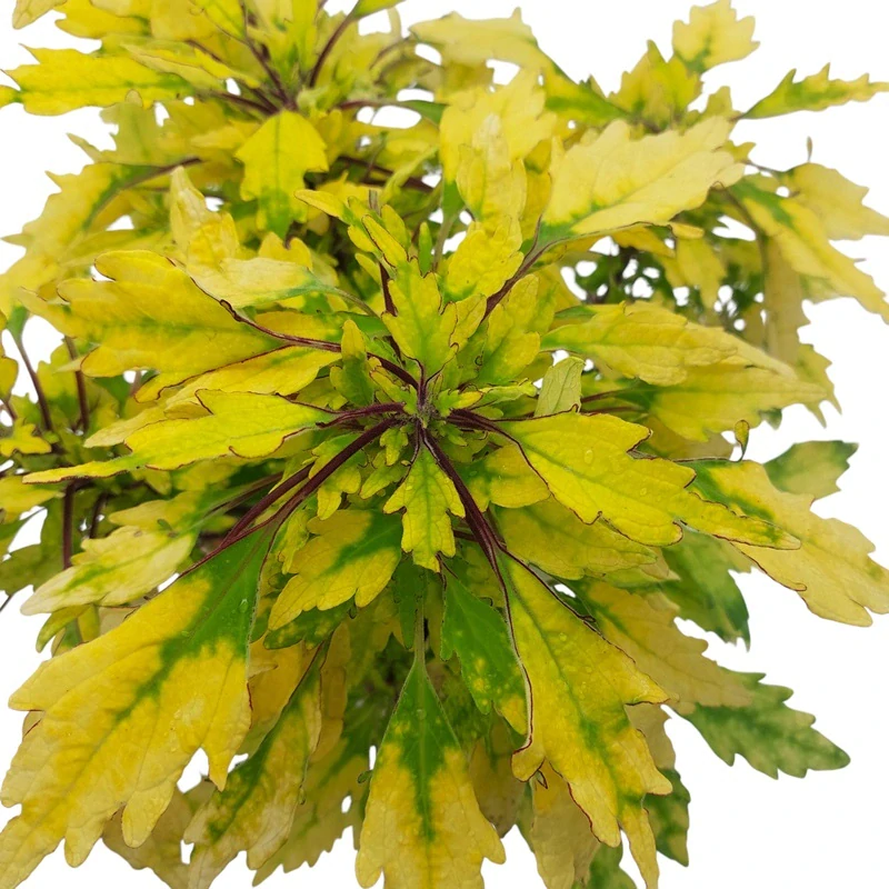 Coleus blumei - Africká kopřiva 198