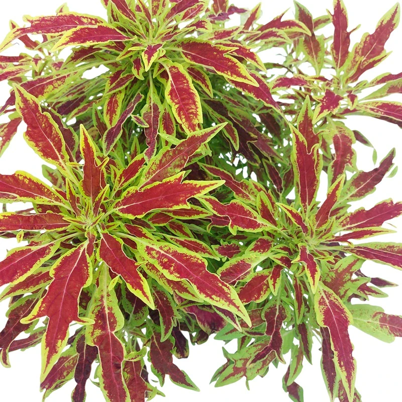 Coleus blumei - Africká kopřiva 197