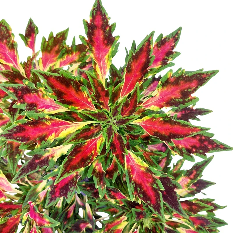 Coleus blumei - Africká kopřiva 194
