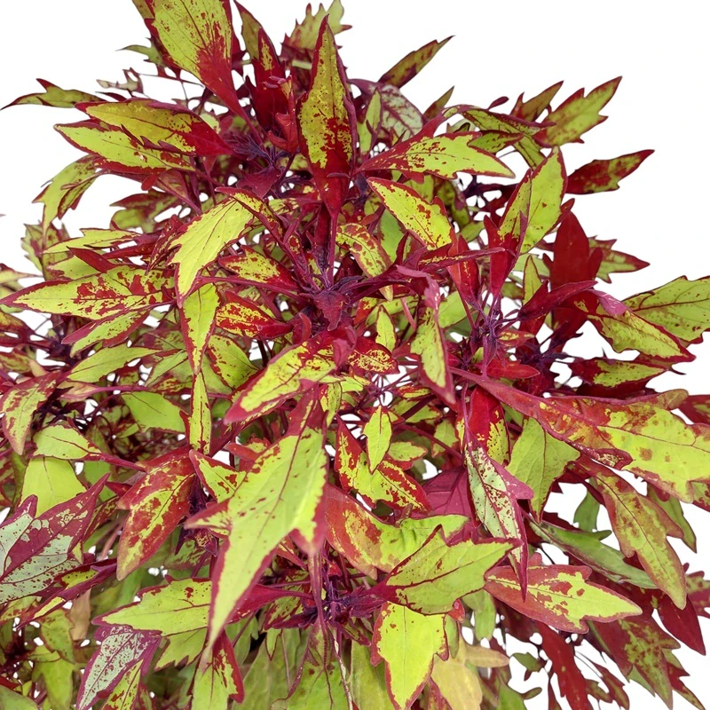 Coleus blumei - Africká kopřiva 191