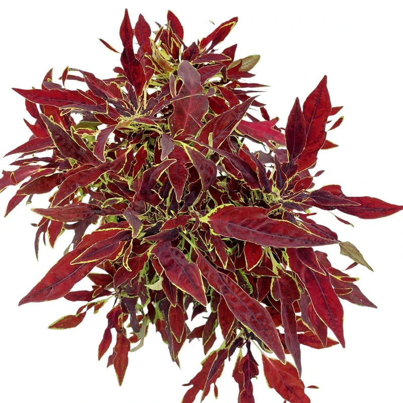 Coleus blumei - Africká kopřiva 187