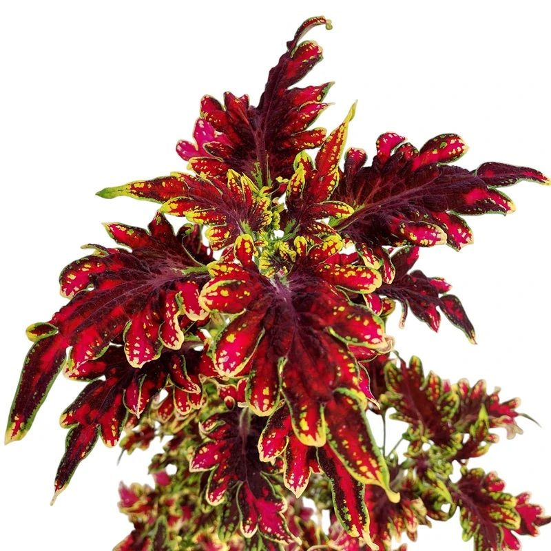 Coleus blumei - Africká kopřiva 099