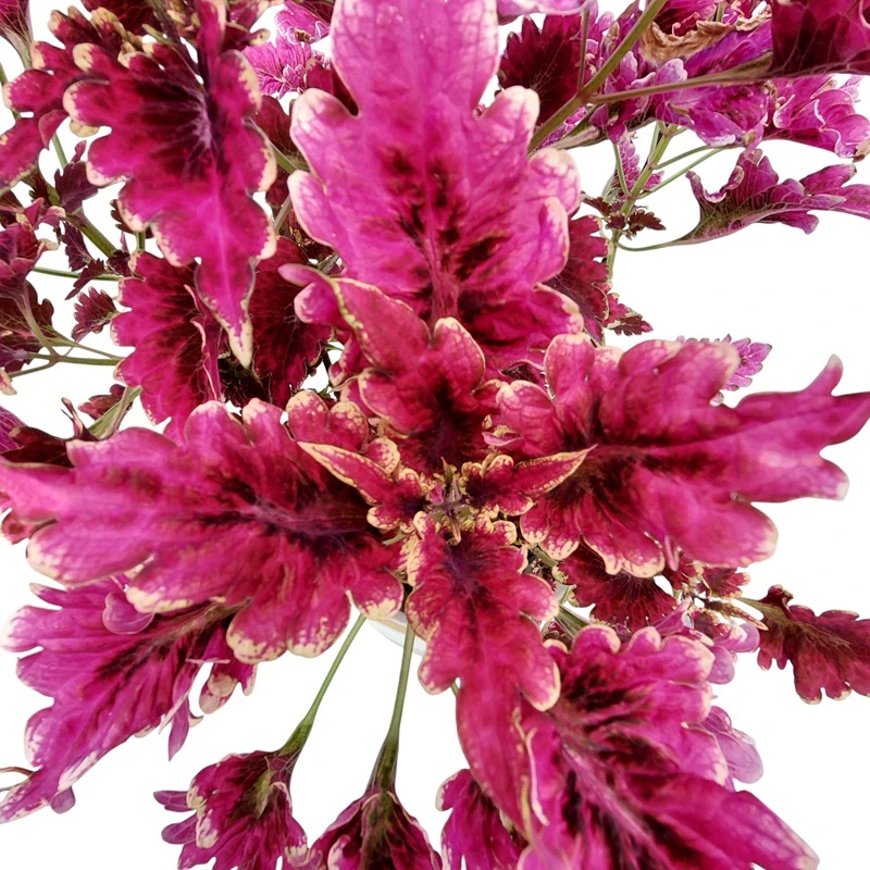 Coleus blumei - Africká kopřiva 098