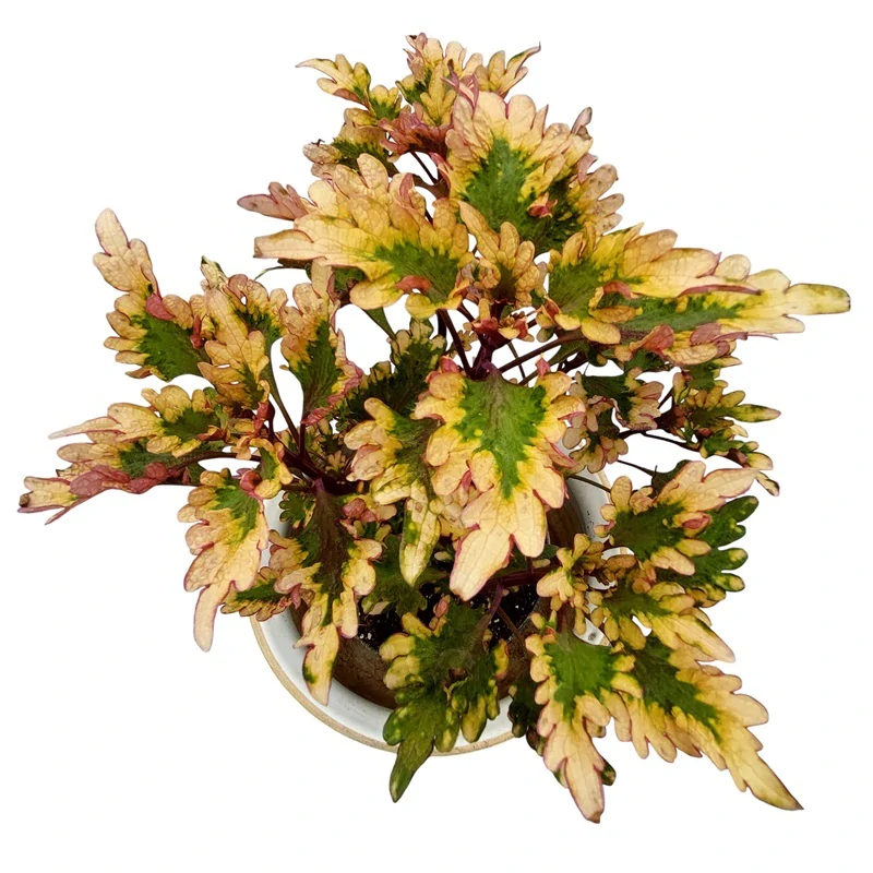 Coleus blumei - Africká kopřiva 095