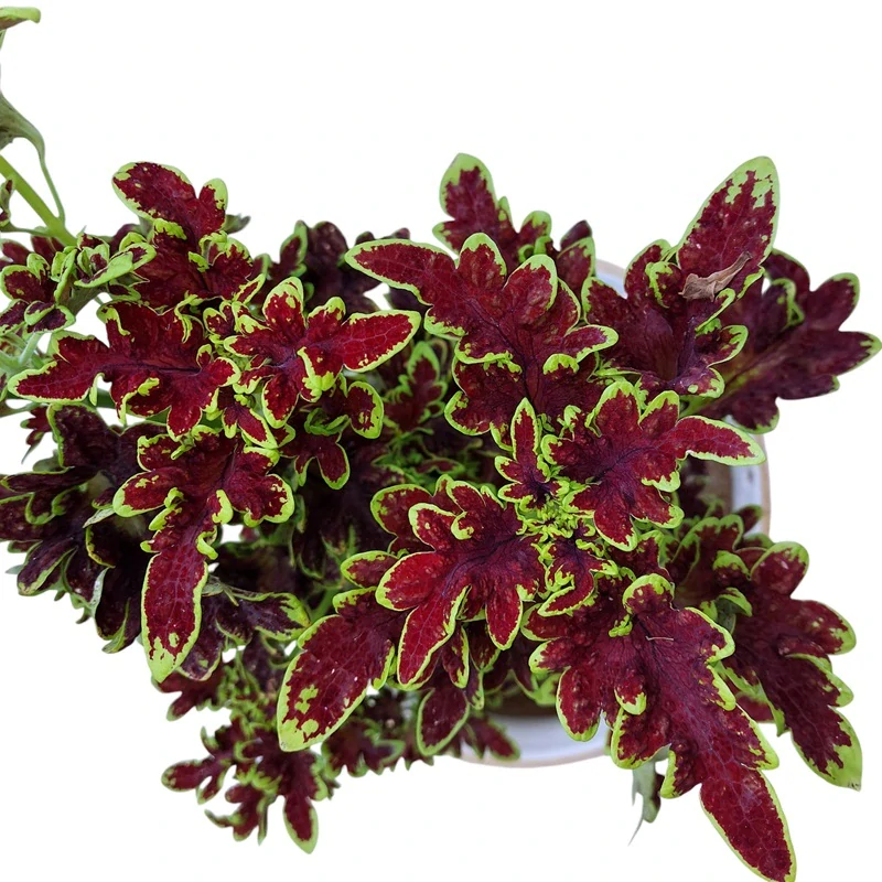 Coleus blumei - Africká kopřiva 094