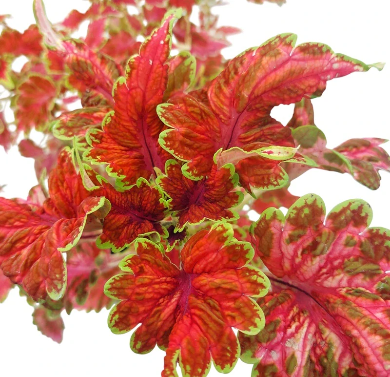 Coleus blumei - Africká kopřiva 093