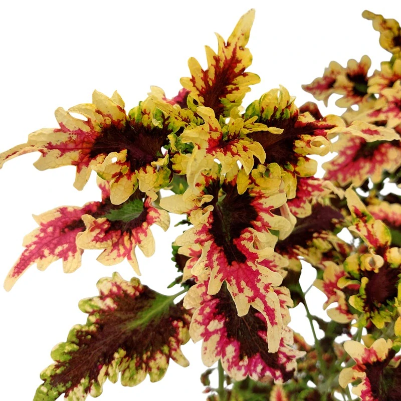 Coleus blumei - Africká kopřiva 091