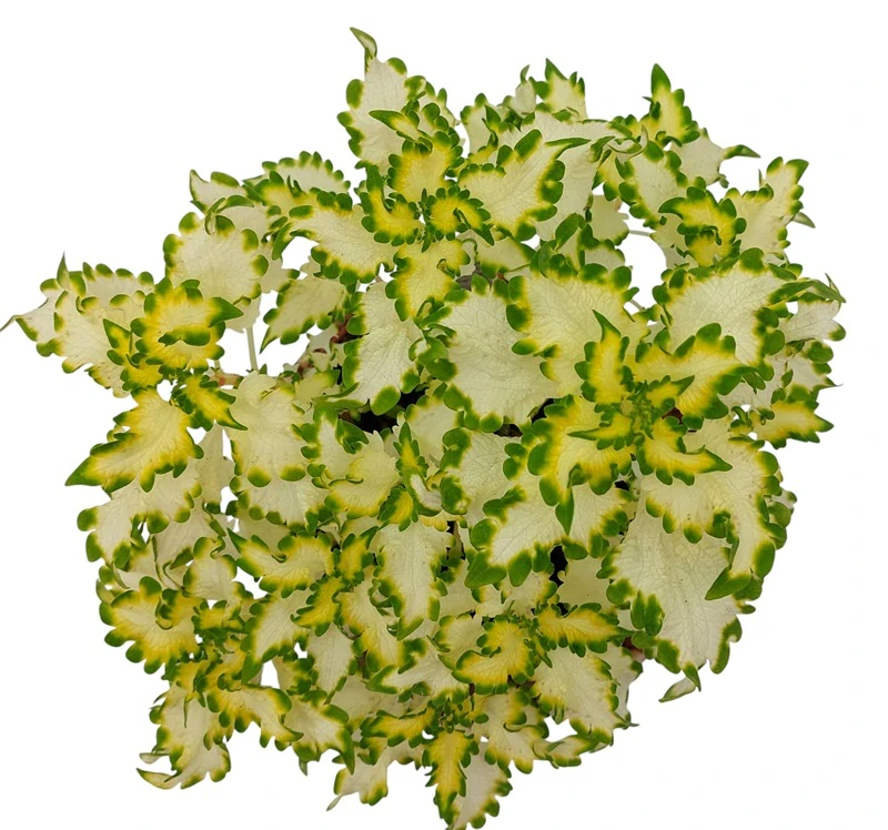 Coleus blumei - Africká kopřiva 089