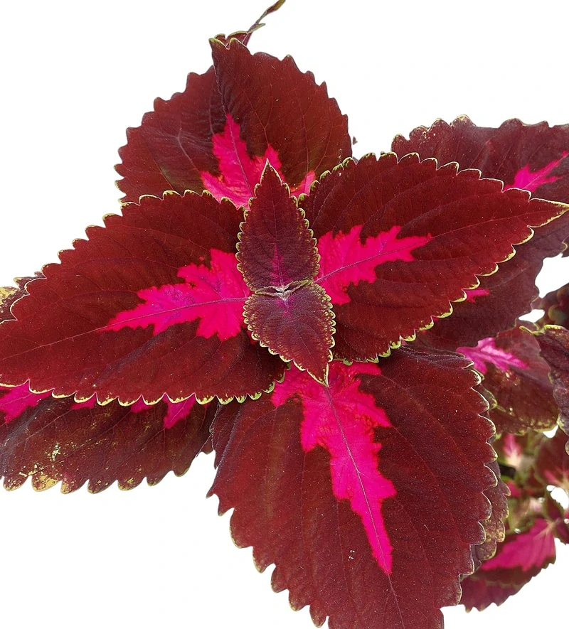 Coleus blumei - Africká kopřiva 298