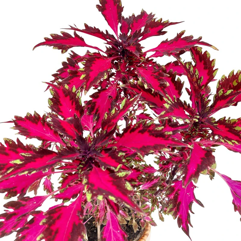 Coleus blumei - Africká kopřiva 293