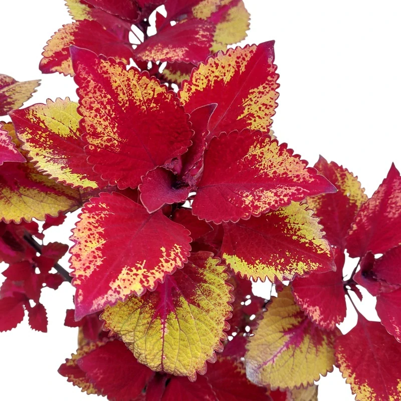 Coleus blumei - Africká kopřiva 290