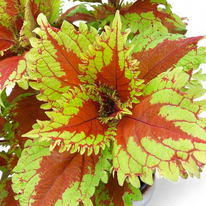 Coleus blumei - Africká kopřiva 297
