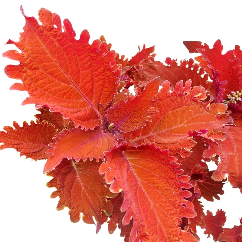 Coleus blumei - Africká kopřiva 296