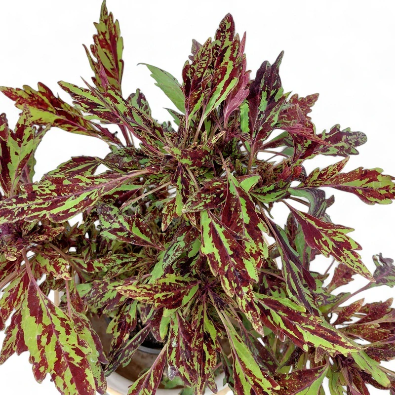 Coleus blumei - Africká kopřiva 056