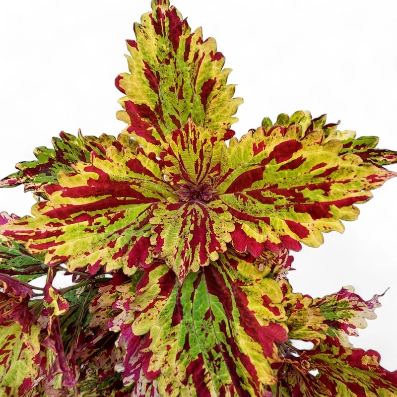Coleus blumei - Africká kopřiva 058