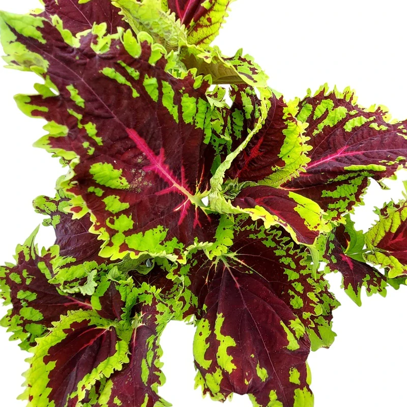 Coleus blumei - Africká kopřiva 292