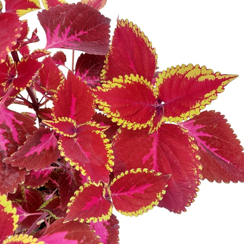 Coleus blumei - Africká kopřiva 299