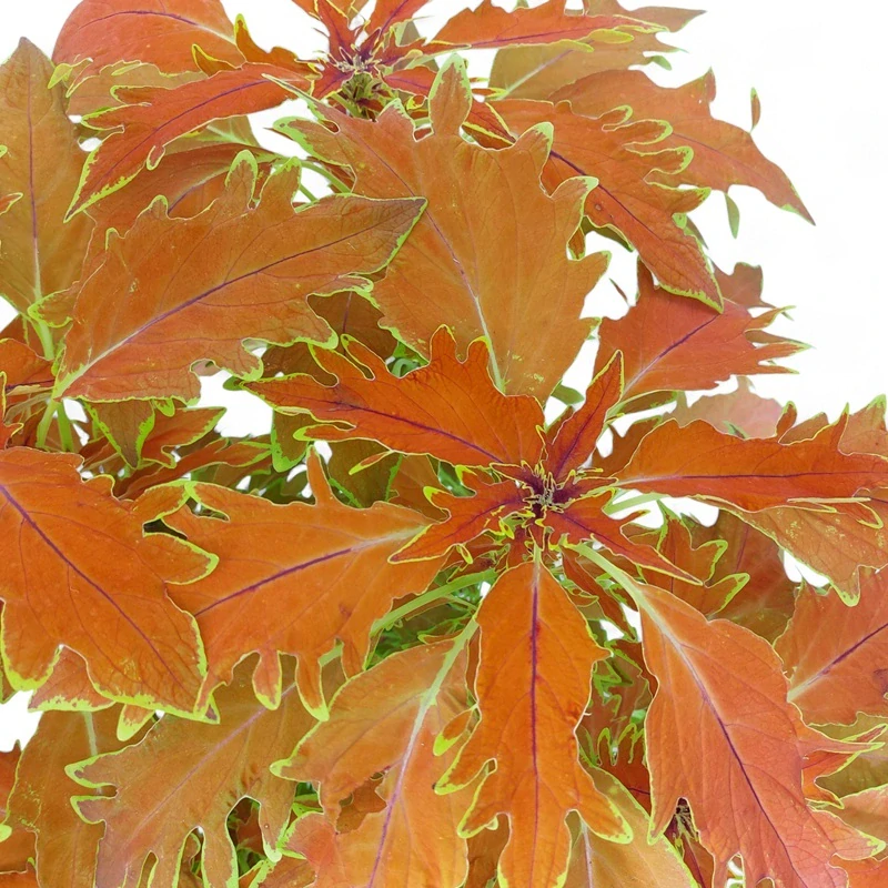 Coleus blumei - Africká kopřiva 244