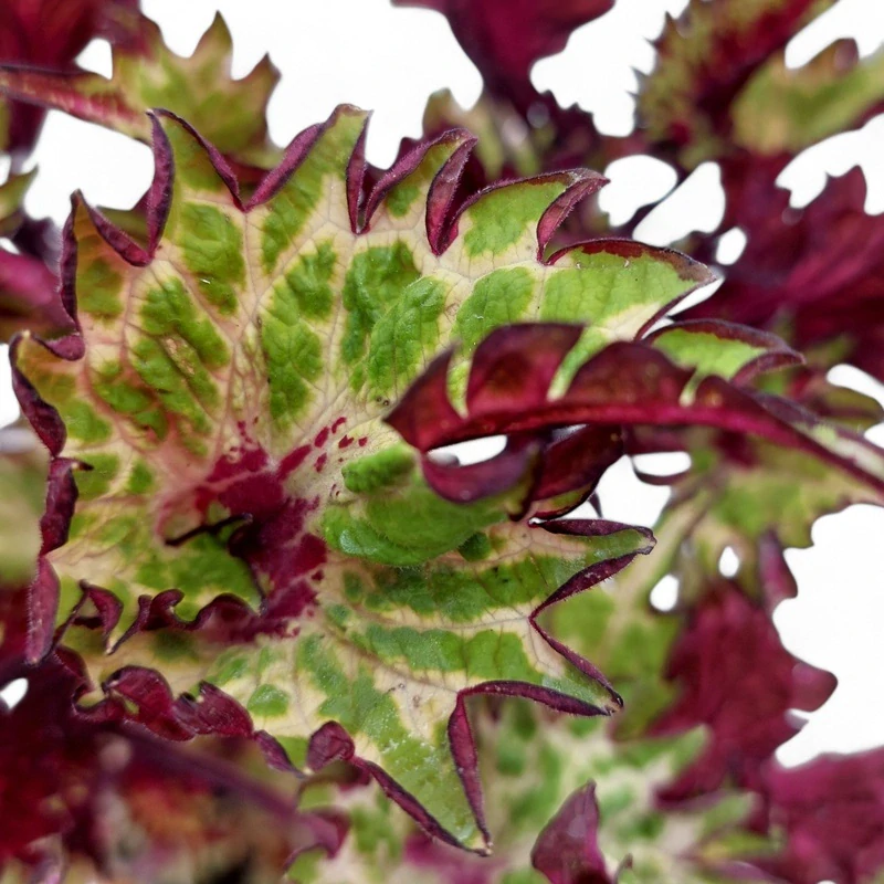 Coleus blumei - Africká kopřiva 240