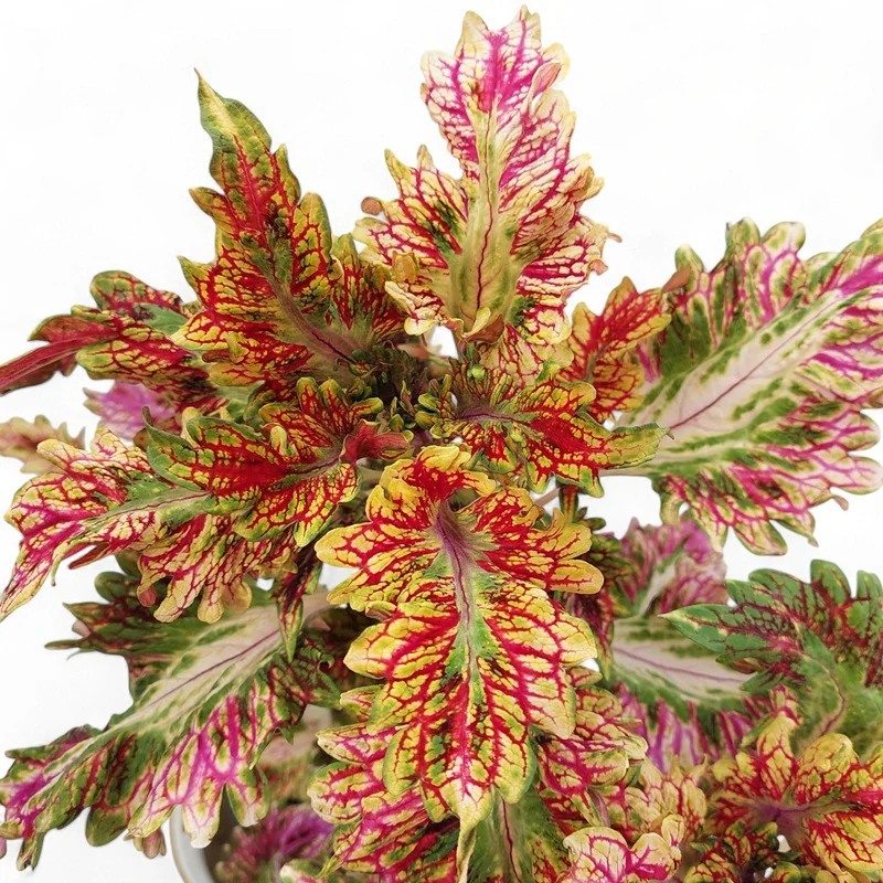 Coleus blumei - Africká kopřiva 242