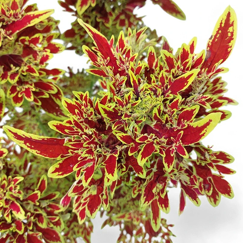 Coleus blumei - Africká kopřiva 243