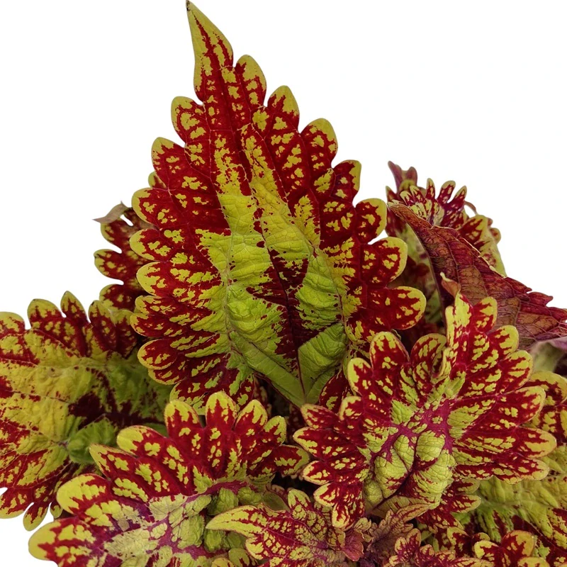 Coleus blumei - Africká kopřiva 239