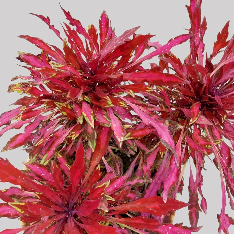 Coleus blumei - Africká kopřiva 047