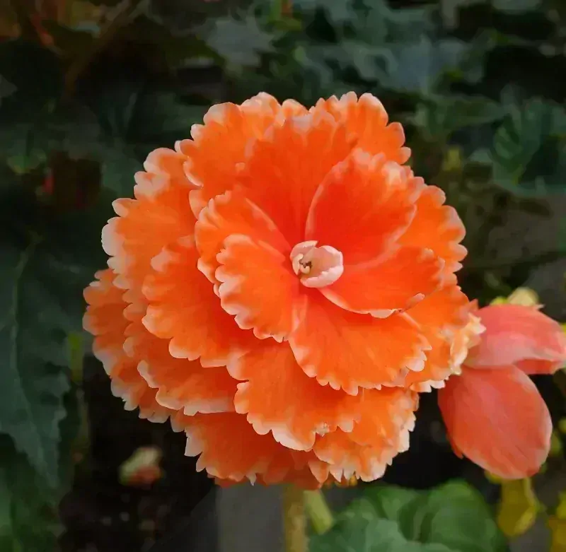 Begonie Elizabeth - oranžová