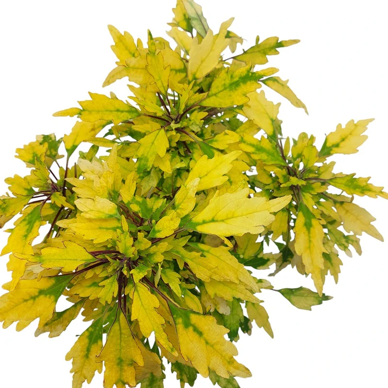 Coleus blumei - Africká kopřiva 198