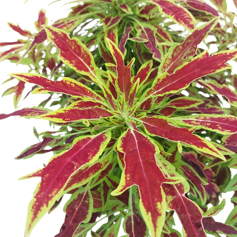 Coleus blumei - Africká kopřiva 197
