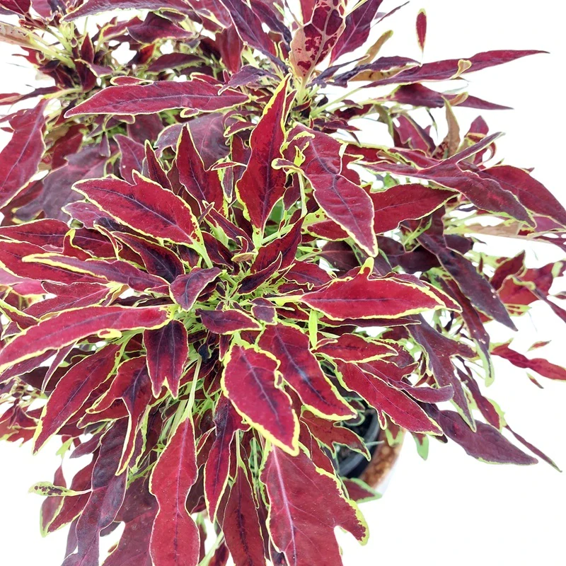 Coleus blumei - Africká kopřiva 187