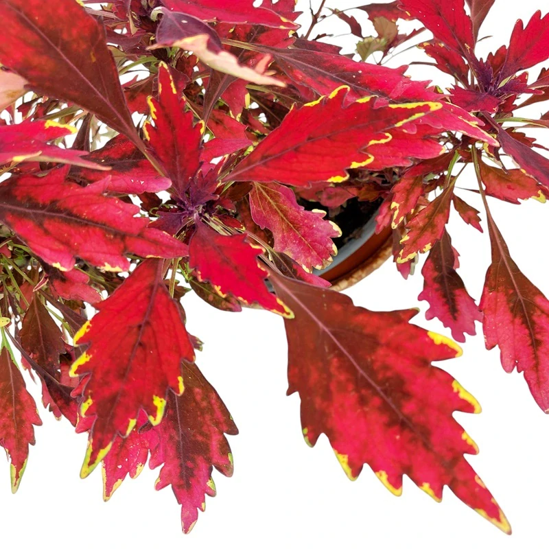 Coleus blumei - Africká kopřiva 185