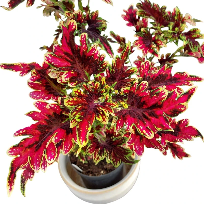 Coleus blumei - Africká kopřiva 099