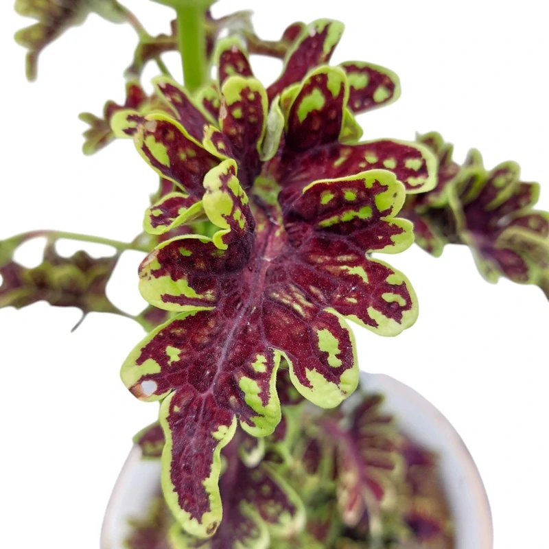 Coleus blumei - Africká kopřiva 094