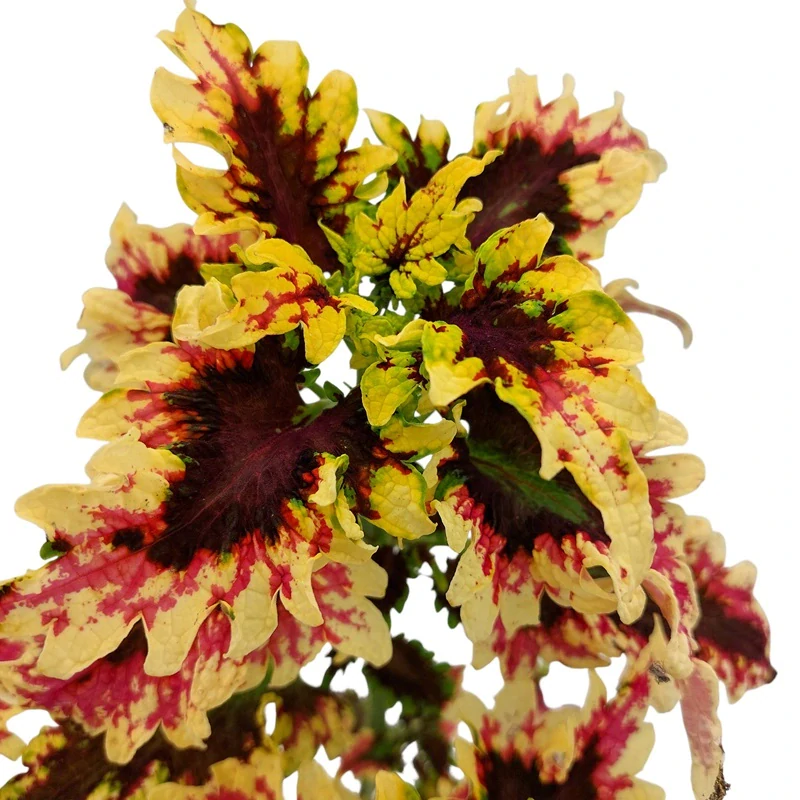 Coleus blumei - Africká kopřiva 091